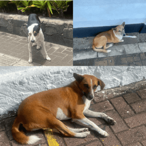 Dogs of the Galle Road, Colombo